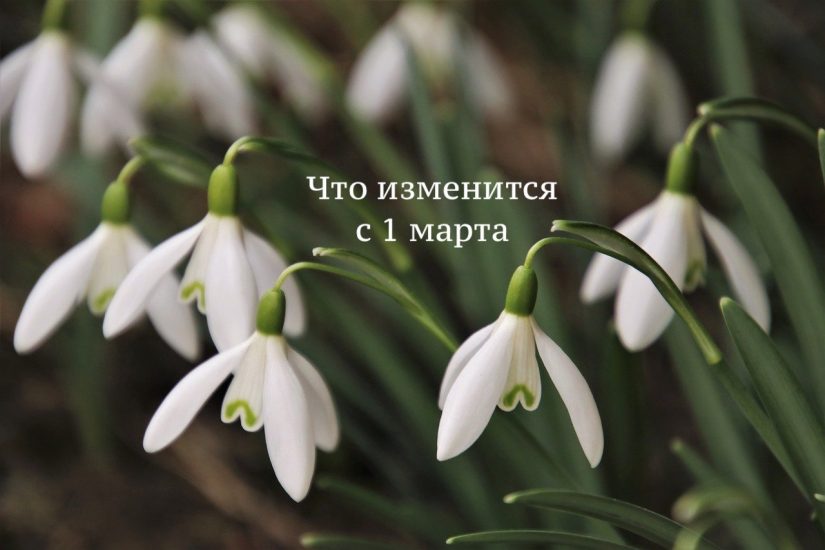 the-smell-of-4032878_1280-min Что изменится