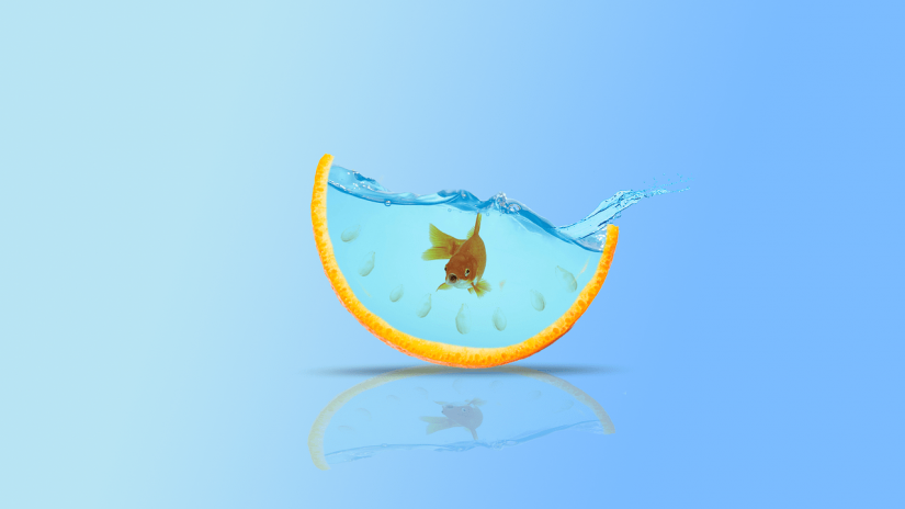 goldfish-3121304_1280-min взять кредит